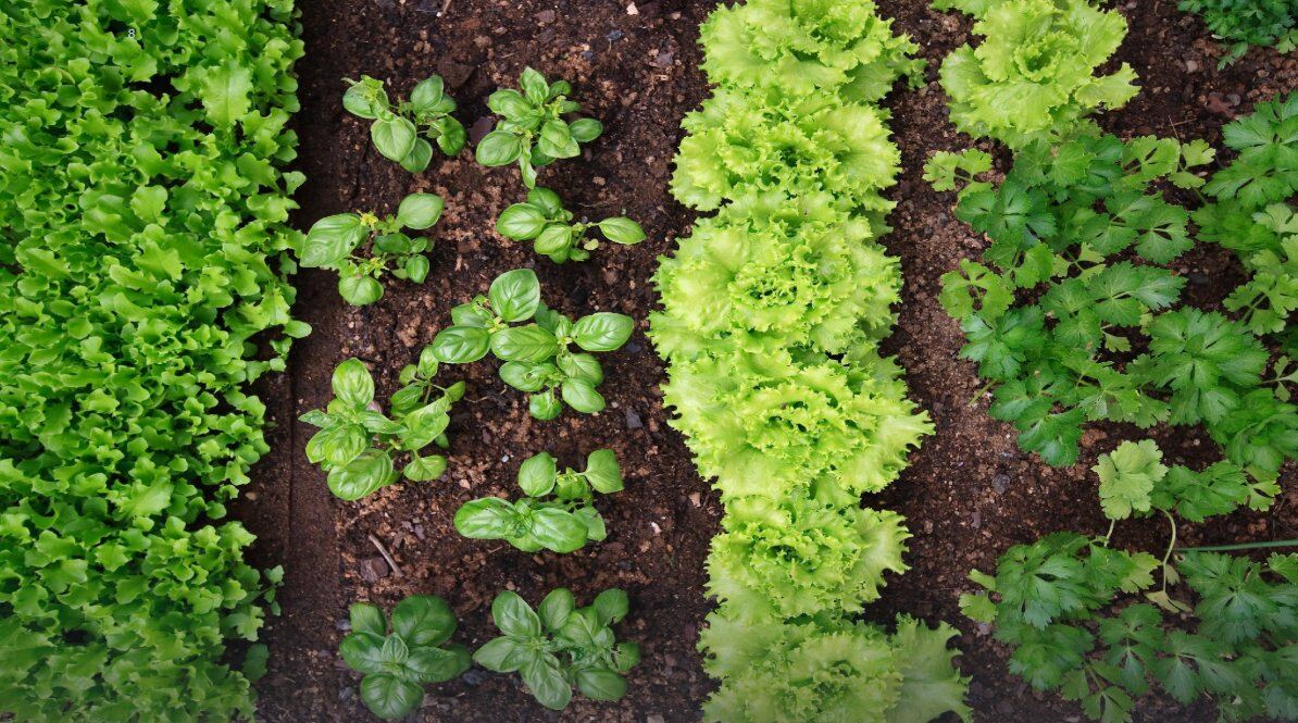 Rows of young salad and herb plants growing in soil